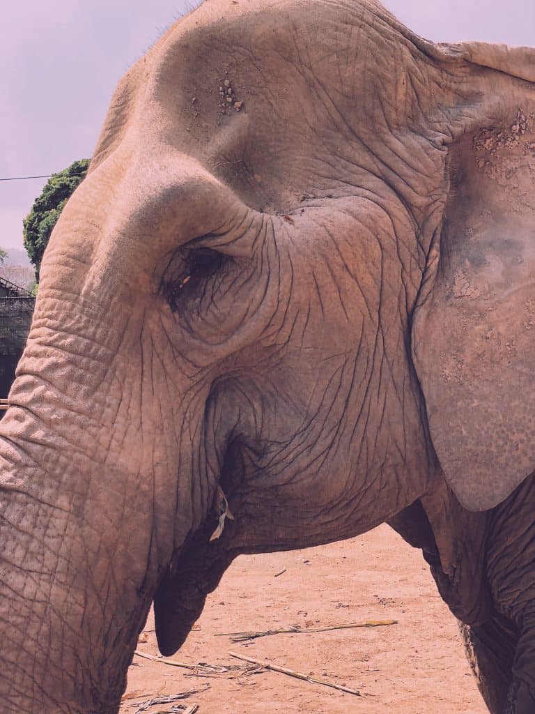 Elephant in Chiang Mai