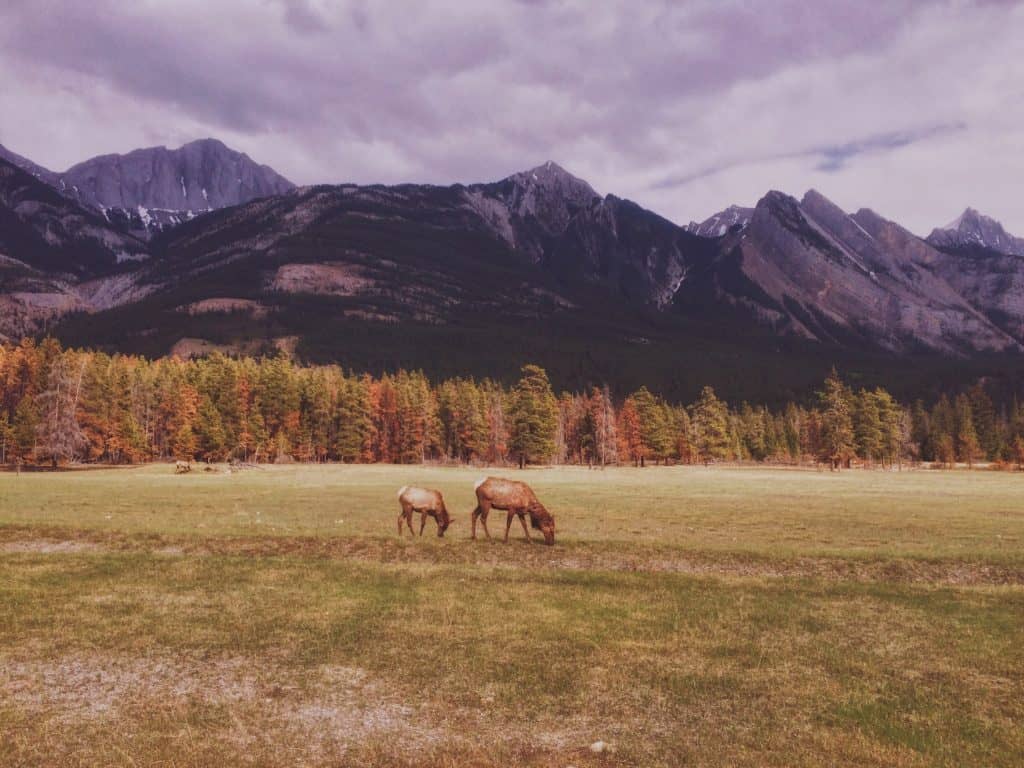 Moose in Canada with mountains in the background